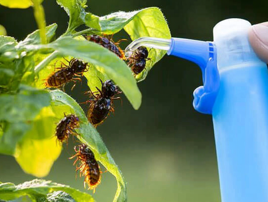 Diese Flüssigkeit tötet alle Raupen, Insekten, Ameisen und Weiße Fliegen im Garten.