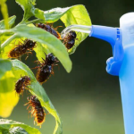 Diese Flüssigkeit tötet alle Raupen, Insekten, Ameisen und Weiße Fliegen im Garten.